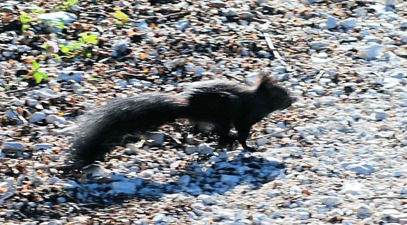 black-squirrel-running