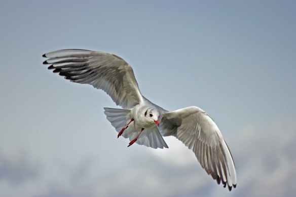 bird flying animal seagull