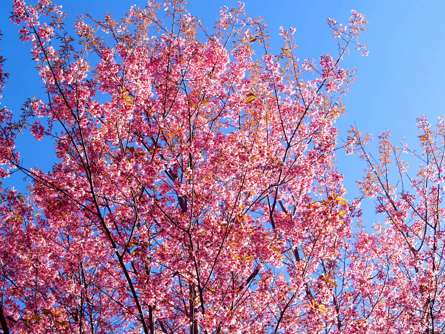 background beautiful bloom blooming